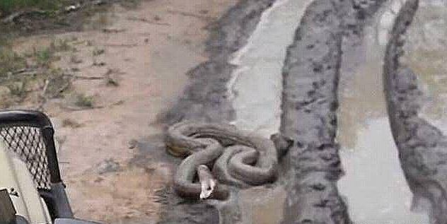 大蛇挡住路中央 众人静静等待