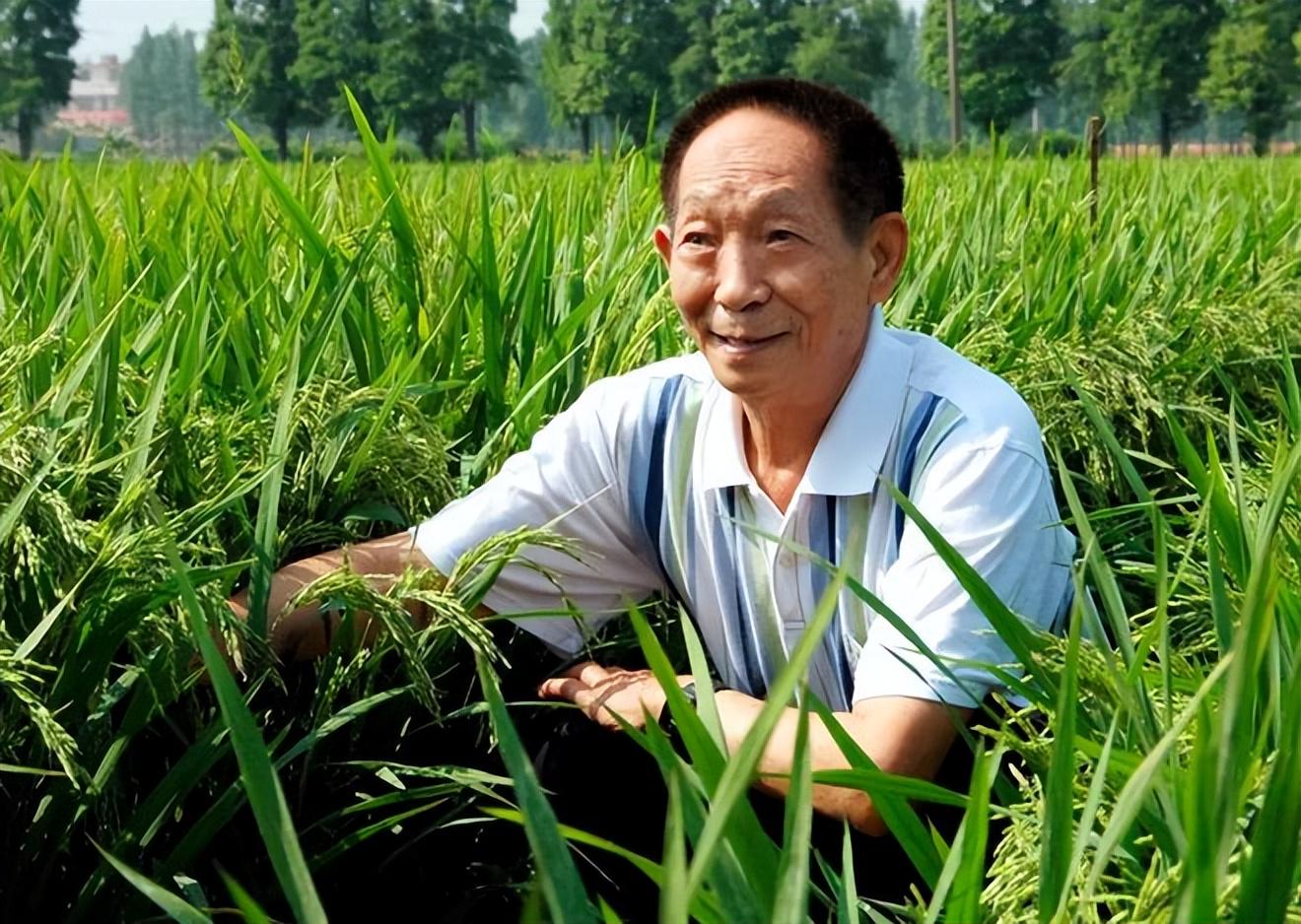 网红为卖种子诋毁杂交水稻，居心何在？