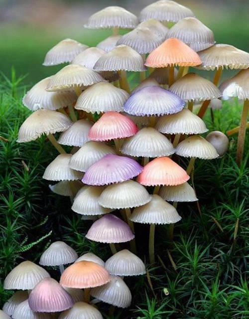 重庆雨季奇观，天花板长出蘑菇的背后