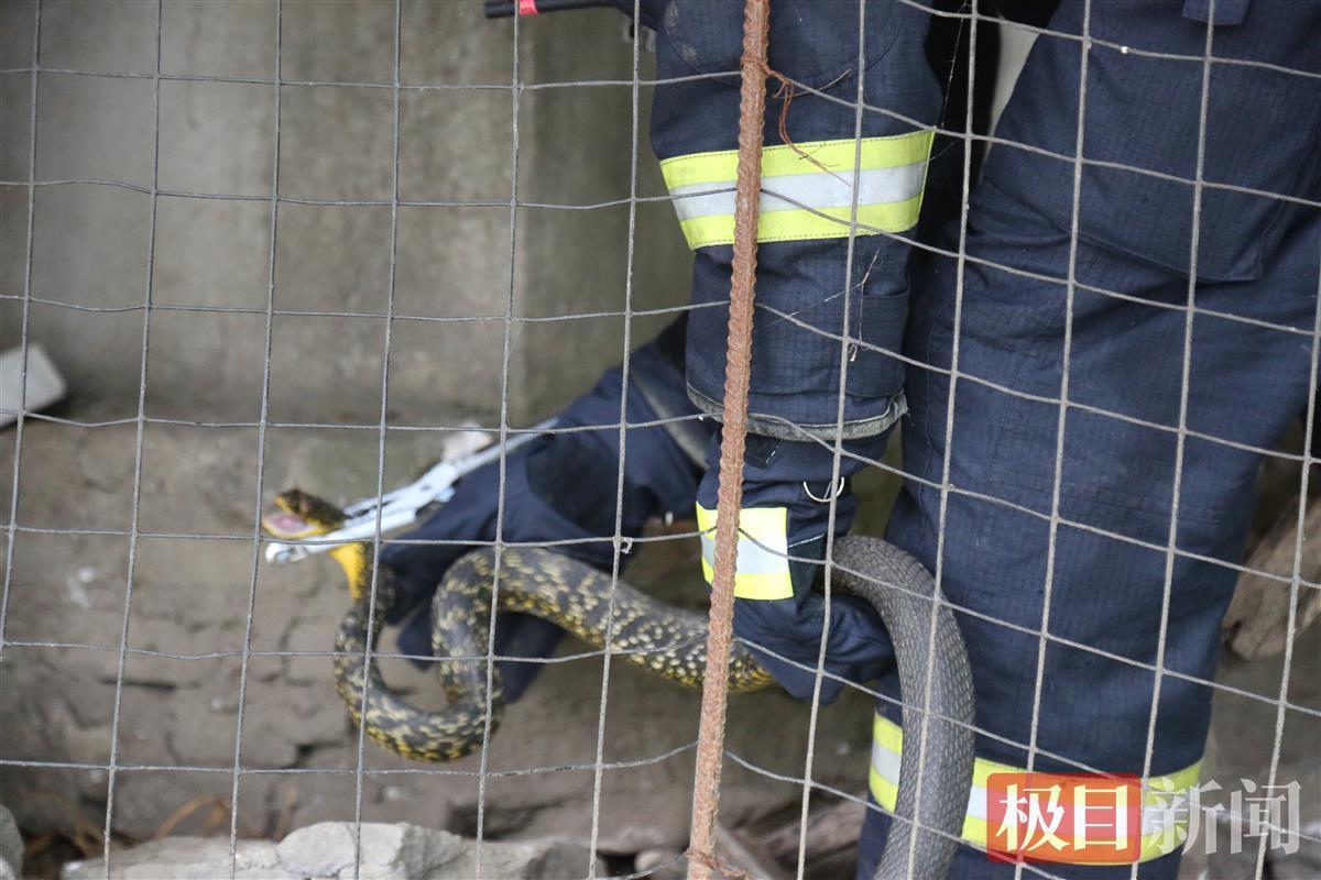 村民报警抓蛇，没想到是买1送22的惊喜