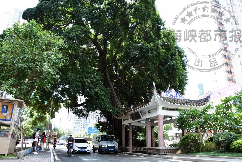 台教授，两岸交流，共绘和平新篇章