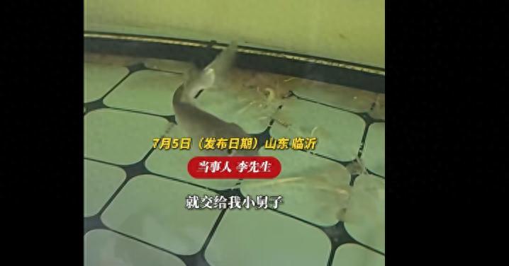 男子1个月没喂 七八斤锦鲤只剩骨架，一次关于责任与生命的深刻教训