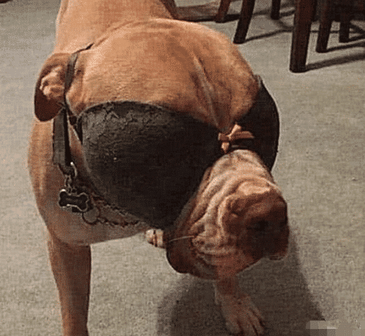 比特犬vs猴子视频直播,这事儿到底该不该看? 比特犬vs猴子视频直播,这事儿到底该不该看?