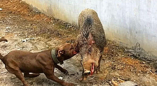 比特犬vs野猪视频直播，我盯着屏幕看了三小时，悟出了狗生真相